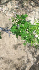 Mimosa tenuiflora