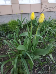 Tulipa gesneriana