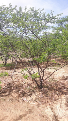 Jurema (Mimosa tenuiflora)
