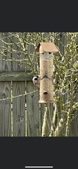 Passer domesticus