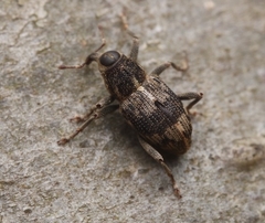 Acoptus suturalis