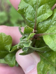 Neuroterus washingtonensis