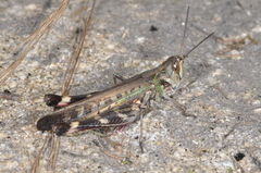 Rhammatocerus pictus