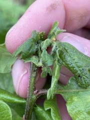 Neuroterus washingtonensis