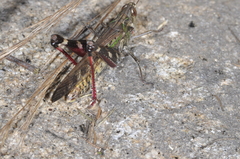Rhammatocerus pictus