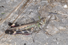 Rhammatocerus pictus