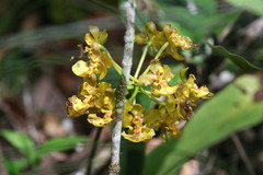 Trichocentrum bicallosum