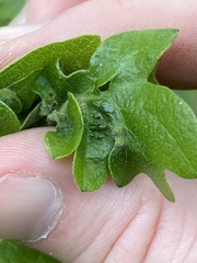 Neuroterus washingtonensis