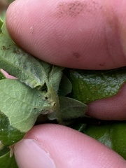 Neuroterus washingtonensis