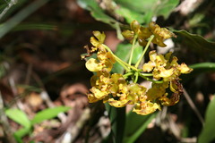 Trichocentrum bicallosum