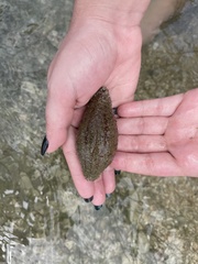 Holothuria glaberrima