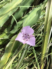 Calochortus umbellatus
