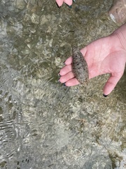 Holothuria glaberrima