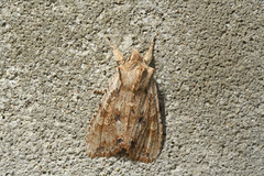 Lithophane petulca