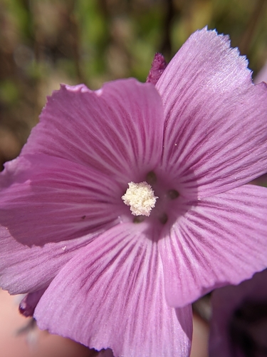 iNaturalist observation photo of checkerbloom
