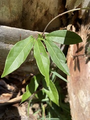 Bignonia
