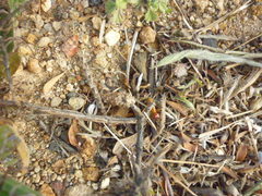 Microhodotermes viator