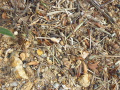 Microhodotermes viator