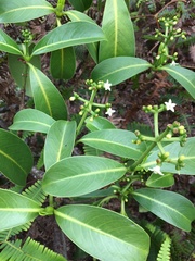 Psychotria mariniana