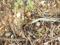 Microhodotermes viator