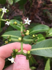 Psychotria mariniana
