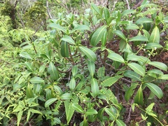 Psychotria mariniana