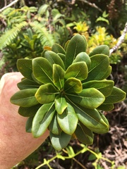 Pittosporum glabrum