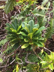 Pittosporum glabrum