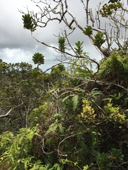 Pittosporum glabrum