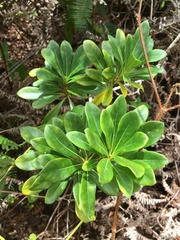 Pittosporum glabrum