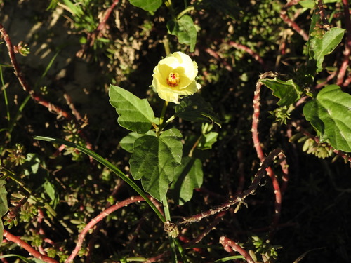 Image of Cienfuegosia drummondii by (c) Eduardo Luis Beltrocco, some rights reserved (CC BY)