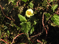 Cienfuegosia drummondii