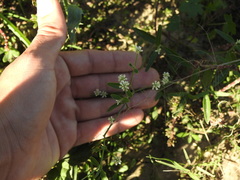 Pfaffia glomerata