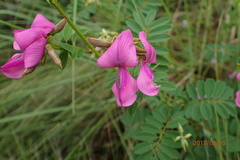 Tephrosia shiluwanensis