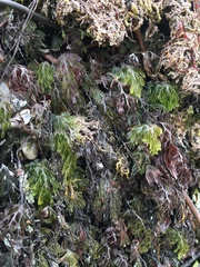 Hymenophyllum lanceolatum