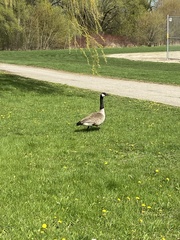 Branta canadensis