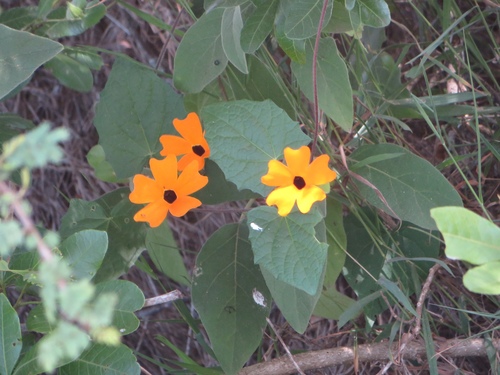 Thunbergia alata image