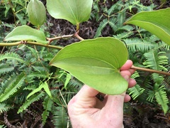 Smilax melastomifolia