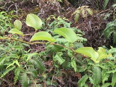 Smilax melastomifolia