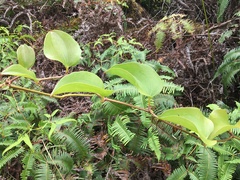 Smilax melastomifolia