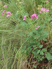 Tephrosia shiluwanensis