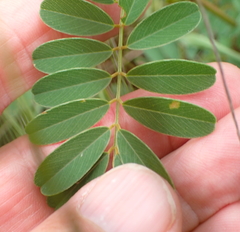 Tephrosia shiluwanensis