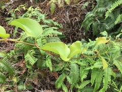 Smilax melastomifolia