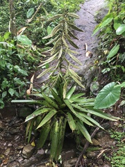 Tillandsia fendleri