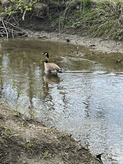 Branta canadensis