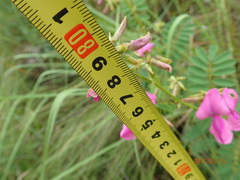 Tephrosia shiluwanensis