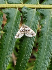 Enchoria lacteata