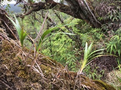 Dianella sandwicensis