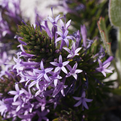 Merciera azurea