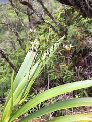 Dianella sandwicensis